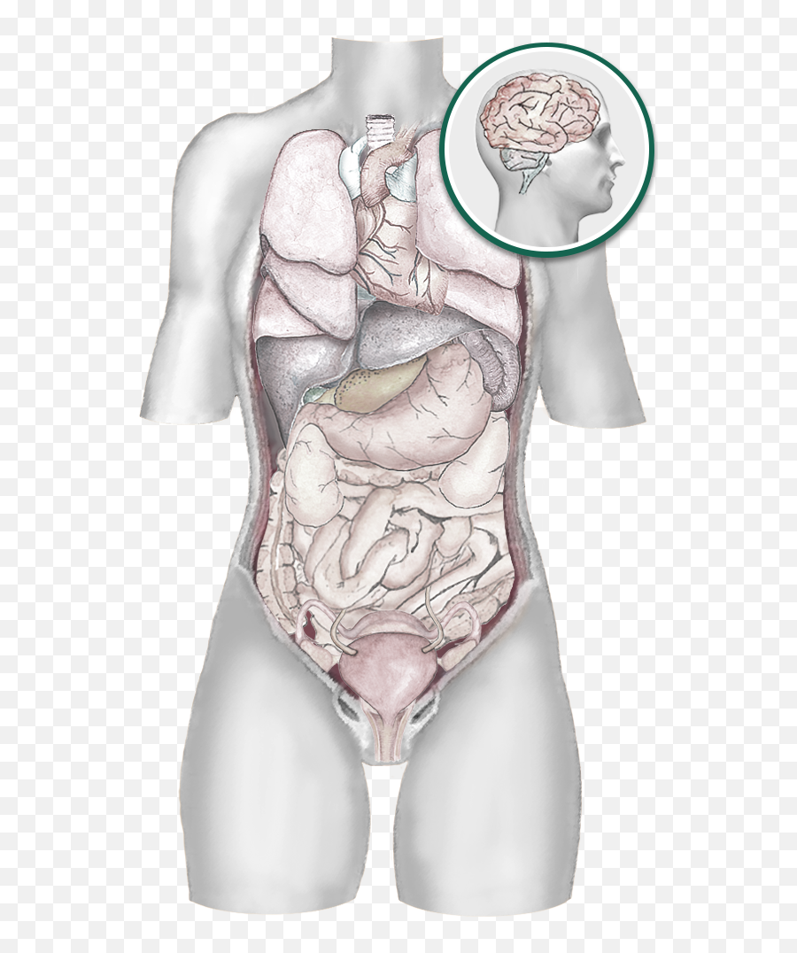 Visceral Manipulation Png Female Body Icon