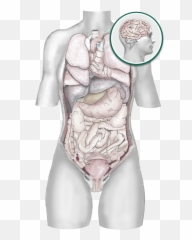 Visceral Manipulation Png