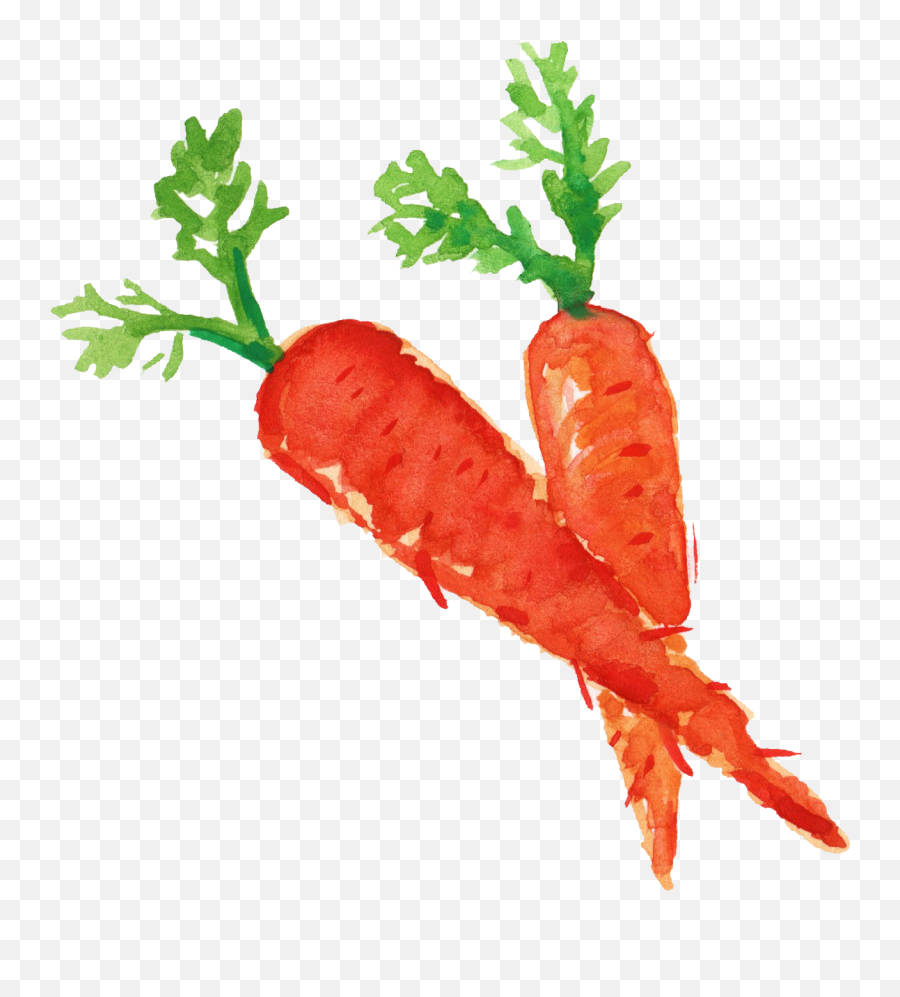 Carrot Vector Transparent U0026 Png Clipart Free Download - Ywd,Carrot Transparent Background