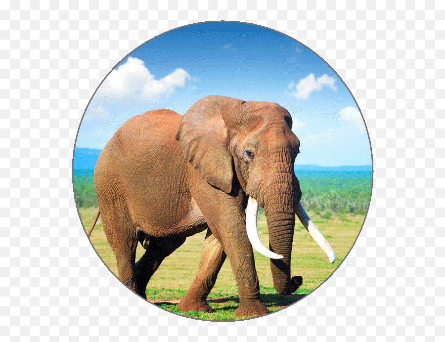 Learn French Alphabets - Elephant Animals Images Hd Png,Elephant Tusk Icon