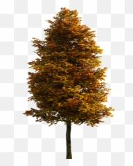 Download Tree Png Free Clipart - Pine Tree Png Transparent Background,Free Tree Png