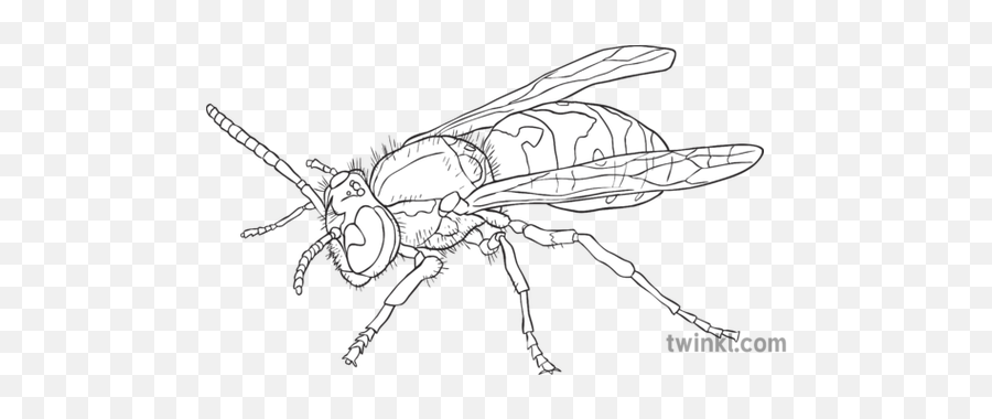 Wasp Black And White 2 Illustration - Twinkl Insects Png,Wasp Png