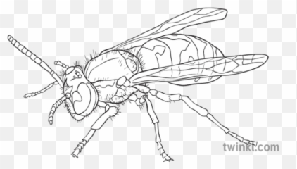 Wasp Black And White 2 Illustration - Twinkl Insects Png,Wasp Png