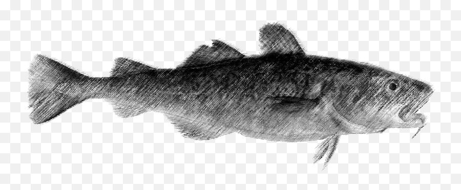 Catfish Drawing Realistic - M02csf Full Size Png,Catfish Png