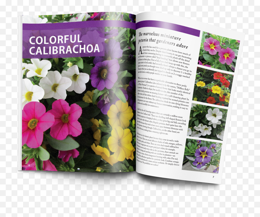 Gardening Guide - Petunia Png,Dead Flowers Png