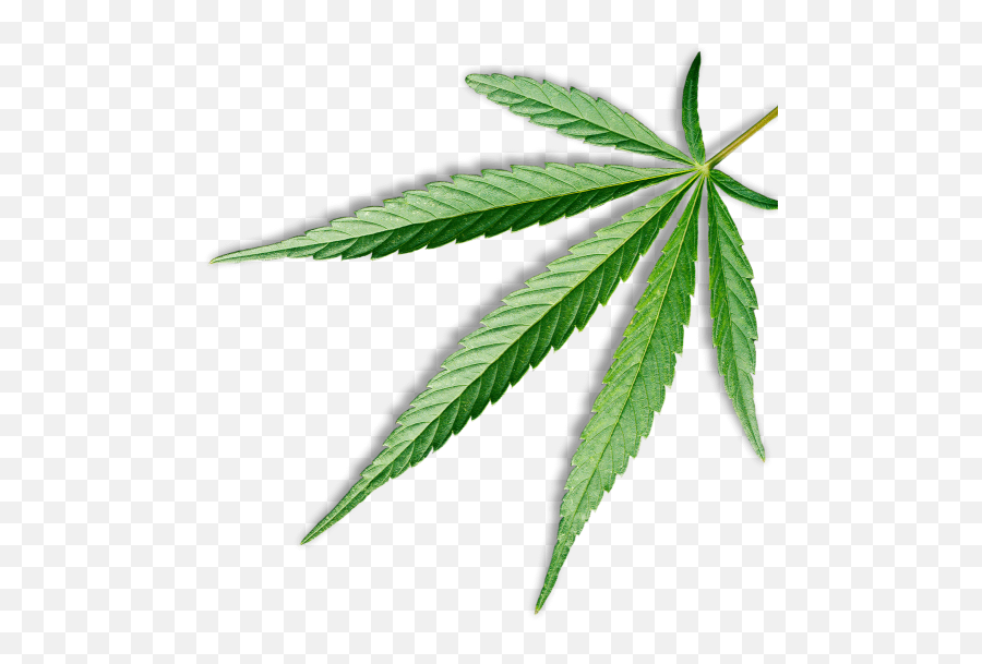 Canna Be Health U2013 Cannabehealth Natural Healing - Corchorus Png,Cannabis Leaf Png
