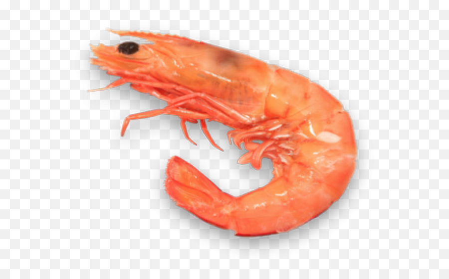 Shrimp Clipart Transparent Background - Shrimp Png,Shrimp Png