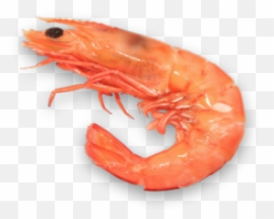 Shrimp Clipart Transparent Background - Shrimp Png,Shrimp Png
