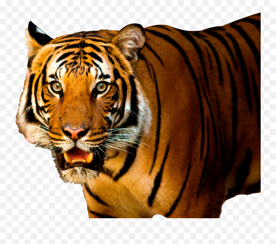 Tiger Png - Tiger Images Hd Png,Whiskers Png