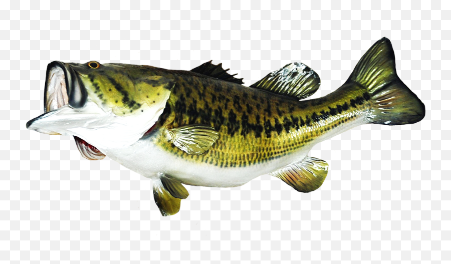Bass Fish Png 5 Image - Transparent Background Largemouth Bass Png,Bass Fish Png