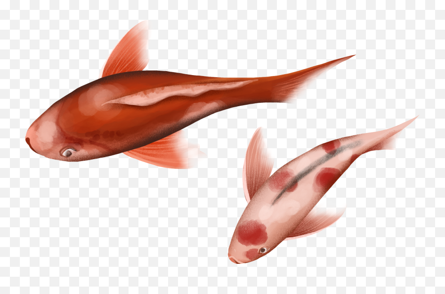 Festive Chinese Style Transport Koi - Coral Reef Fish Png,Koi Fish Png