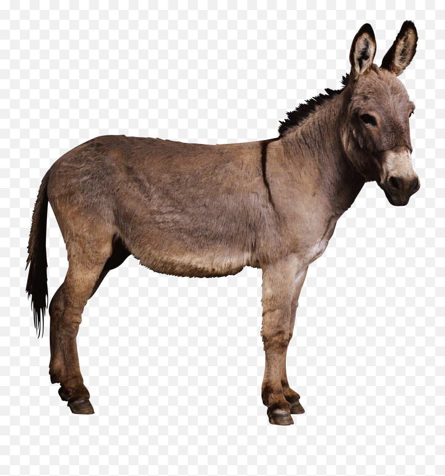 Donkey Png Images Free Download - Ennai Paar Yogam Varum Donkey,Donkey Png