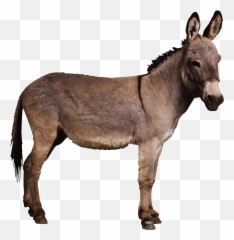 north branch donkey basketball clipart