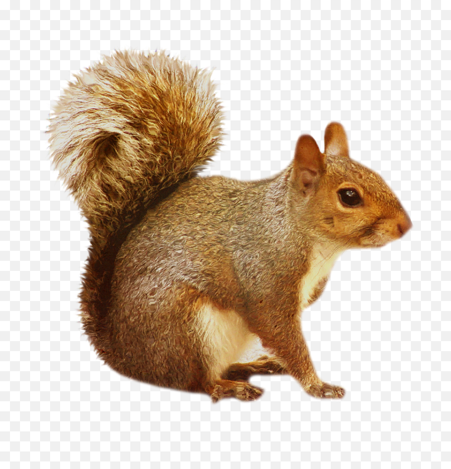 Png Background - Transparent Background Squirrel Clipart,Squirrel Transparent Background