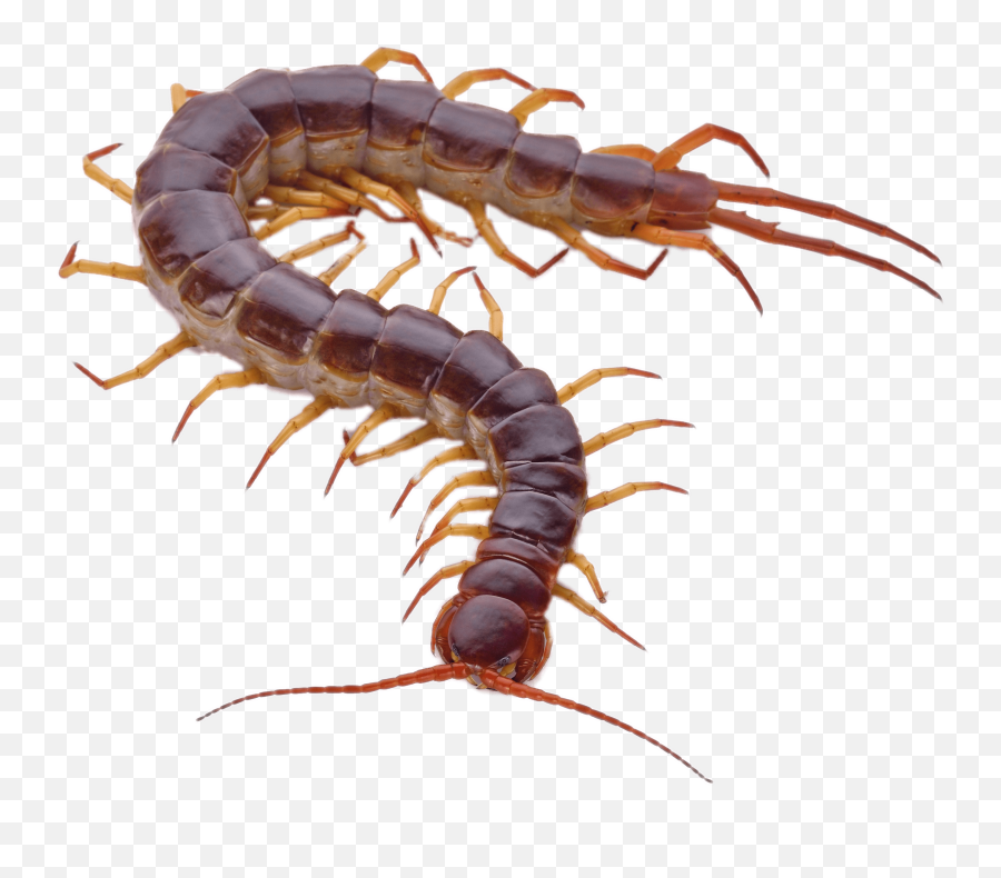 Orange Legs Transparent Png - Centipede Png,Centipede Png