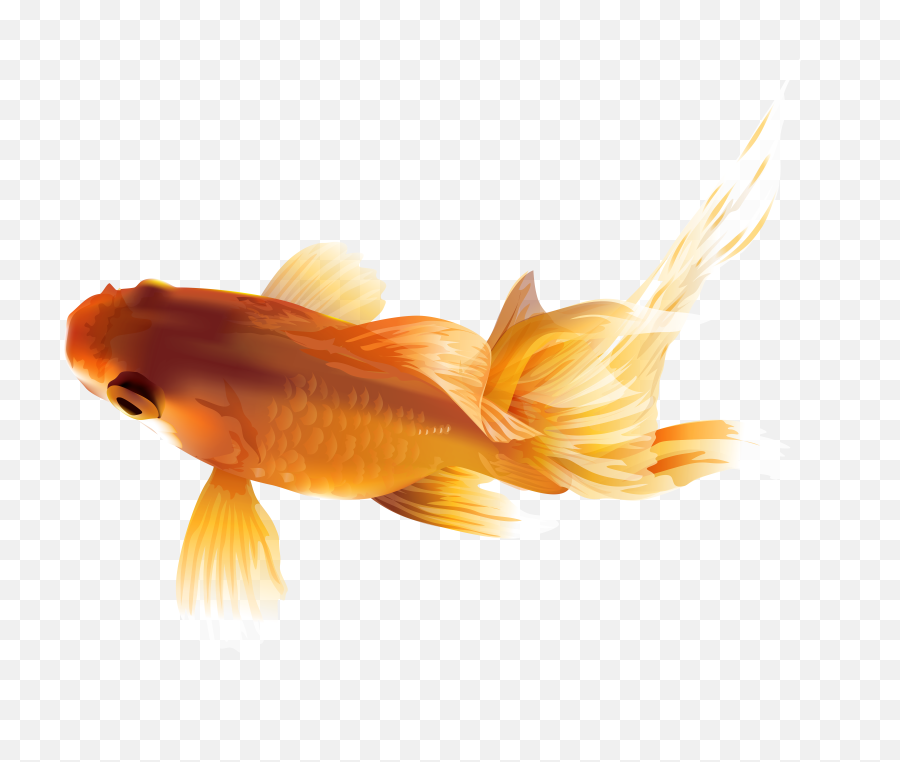 Download Goldfish Png Image With No - Telescópio Peixe,Gold Fish Png