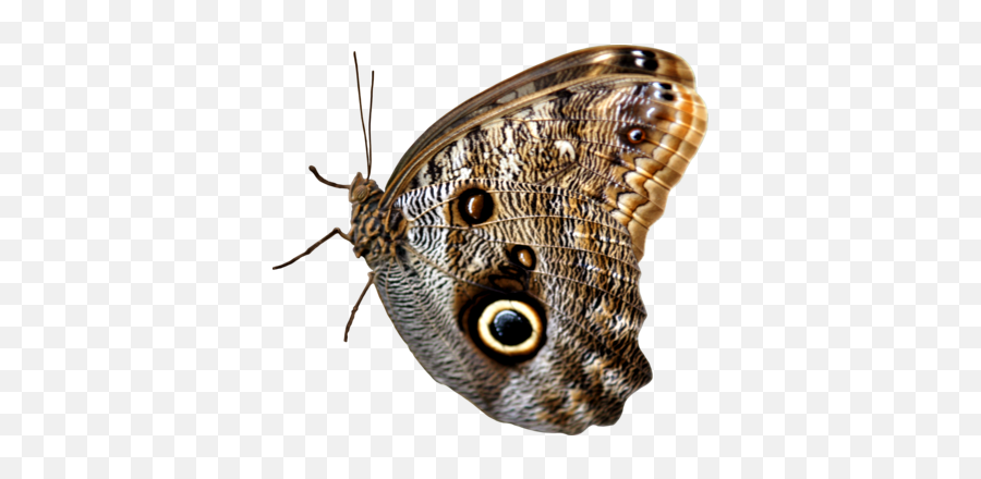 Beautiful Butterfly Png Image Two - Portable Network Graphics,Real Butterfly Png