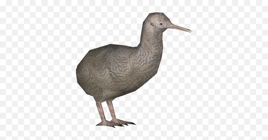 Download Kiwi - Little Spotted Kiwi Png Full Size Png Duck,Kiwi Png