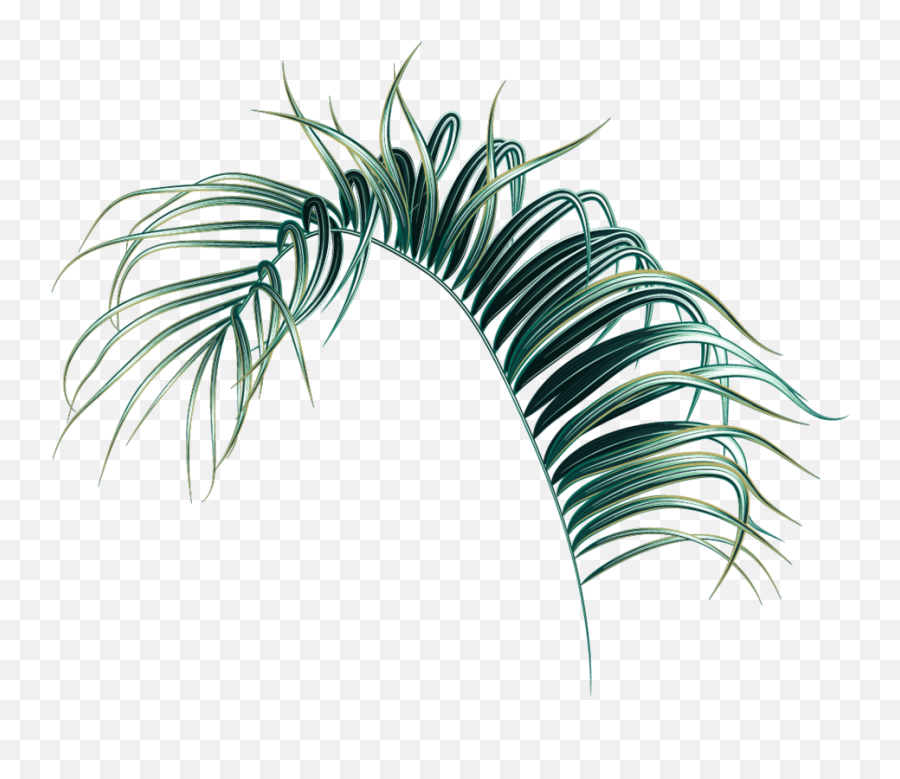 Download Hd Palm Leaf Png - Transparent Palm Tree Leaf Png,Palm Leaf Png
