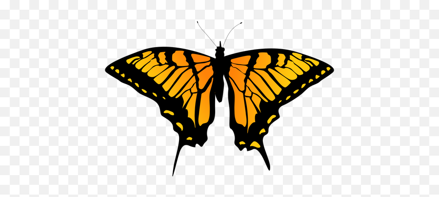 Detailed Orange Butterfly Design - Transparent Png U0026 Svg Butterfly Outline Design,Butterflies Png