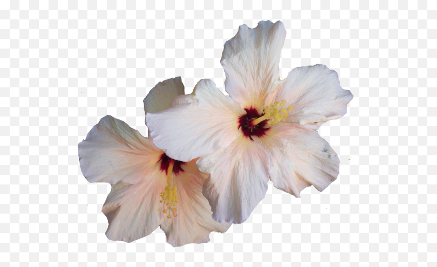 Download Hibiscus Png Transparent Image - White Hibiscus Flower Png,Hibiscus Flower Png