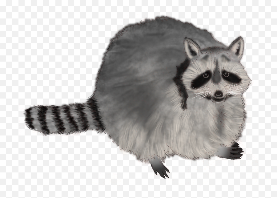 Raccoon Familiar Animals Cats - Procyon Png,Raccoon Transparent