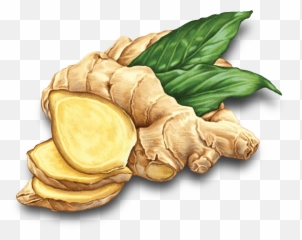 Ginger Tea Images Clipart Free Download - Clipart Ginger Png,Ginger Png