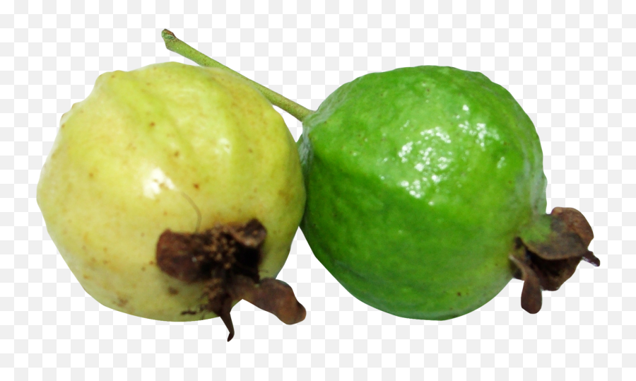 Guava Png Image For Free Download - Clipart Of Guava Fruit,Guava Png