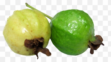 Guava Png Image For Free Download - Clipart Of Guava Fruit,Guava Png