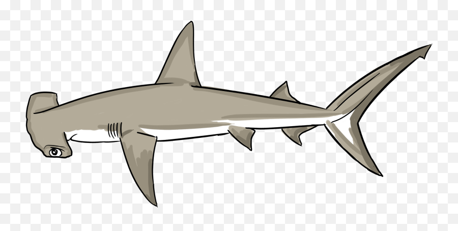 Hammerhead Shark Facts For Kids - Bronze Hammerhead Shark Png,Hammerhead Shark Png