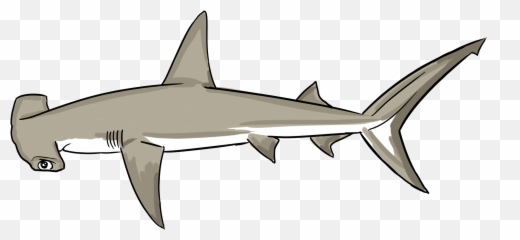 Hammerhead Shark Facts For Kids - Bronze Hammerhead Shark Png,Hammerhead Shark Png