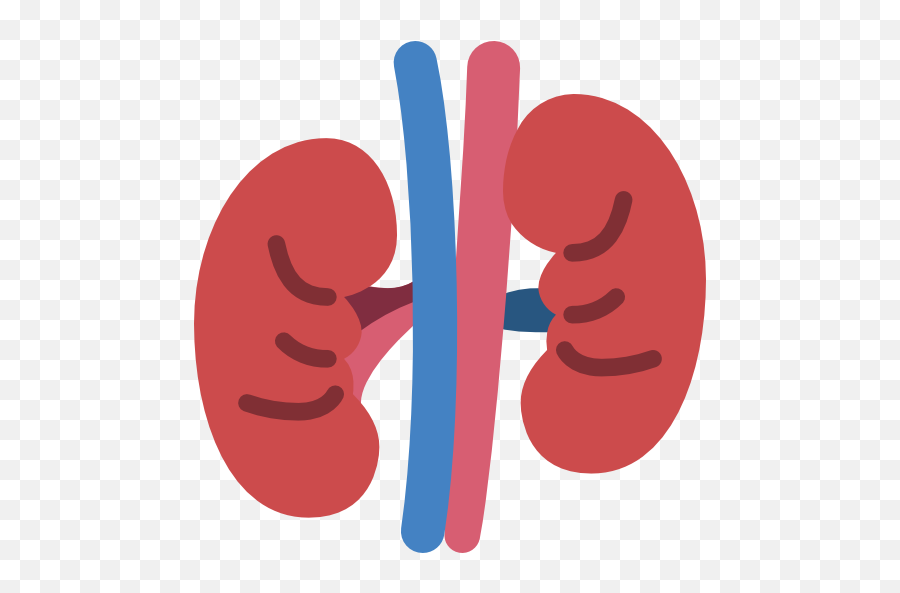 Kidney - Kidney Png Vector,Kidney Png