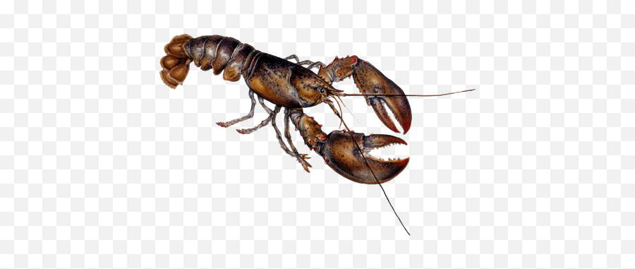 Lobster Png Picture - American Lobster,Lobster Png
