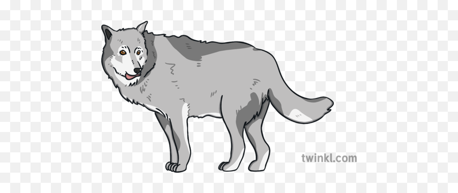 Ks1 Wolf With Mutton Food Grey Open - Big Png,Wolf Eyes Png