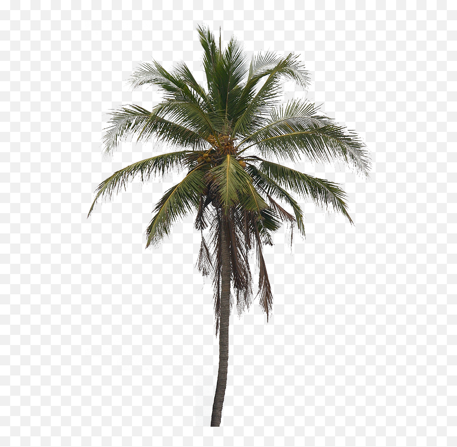 Coconut Tree Png Transparent Hd Photo All - Real Coconut Tree Png,Coconut Transparent