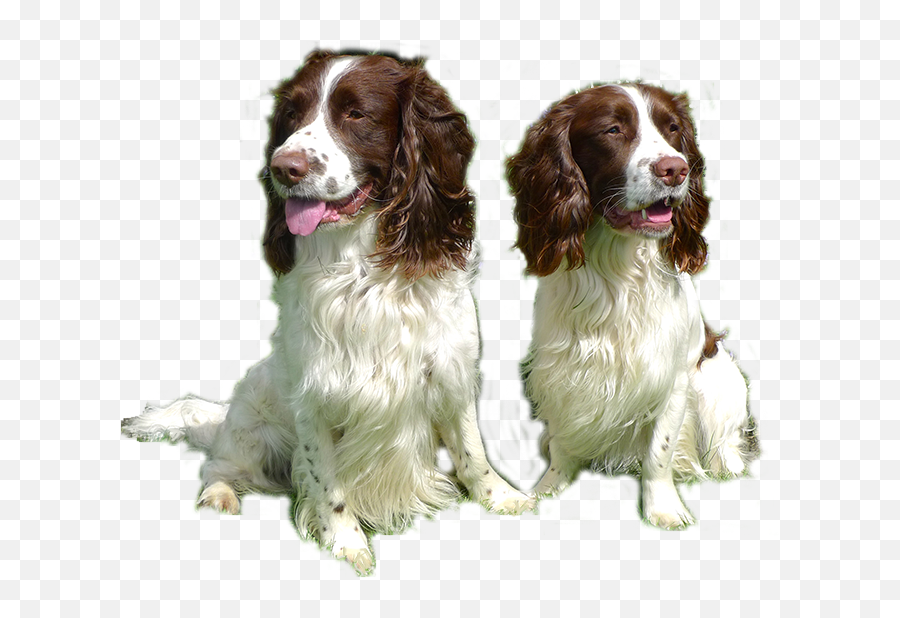 Dog Sitting Durham - French Spaniel Png,Dog Sitting Png