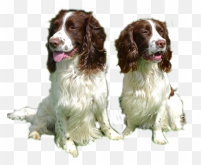 Dog Sitting Durham - French Spaniel Png,Dog Sitting Png