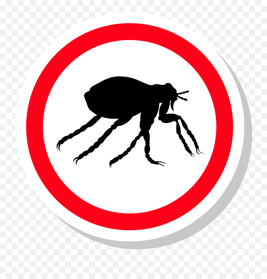 Flea Png High Quality Image - Pest Control Transparent Background,Flea Png