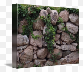 Stone Wall And Vines By Jessica Krause Smith - png