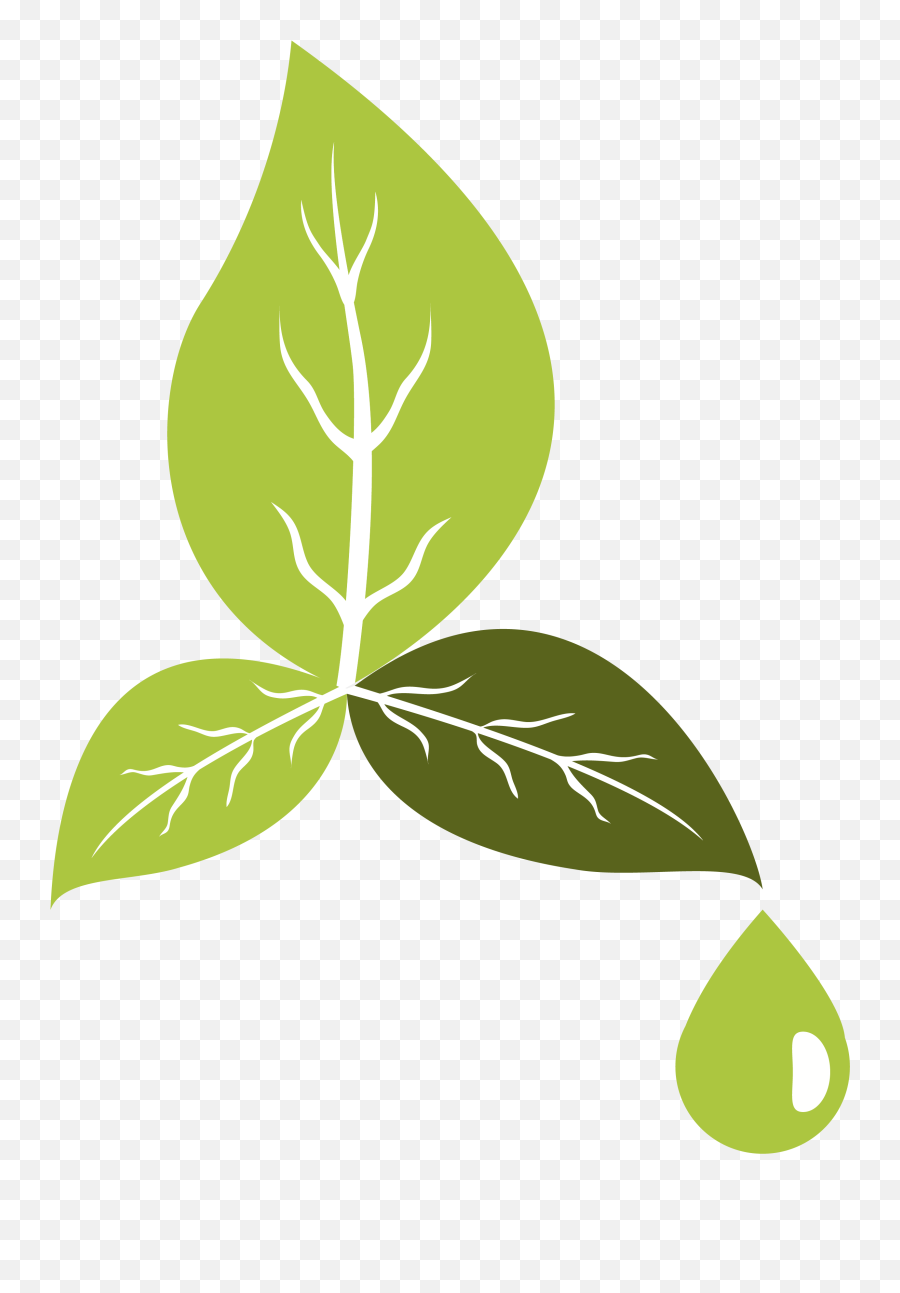 Environment Friendly Green Leaves And Drop Icon Free Image - Eco Nature Png,Drop Icon Png