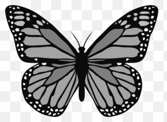 Butterfly Grayscale Monarch - Aqua png