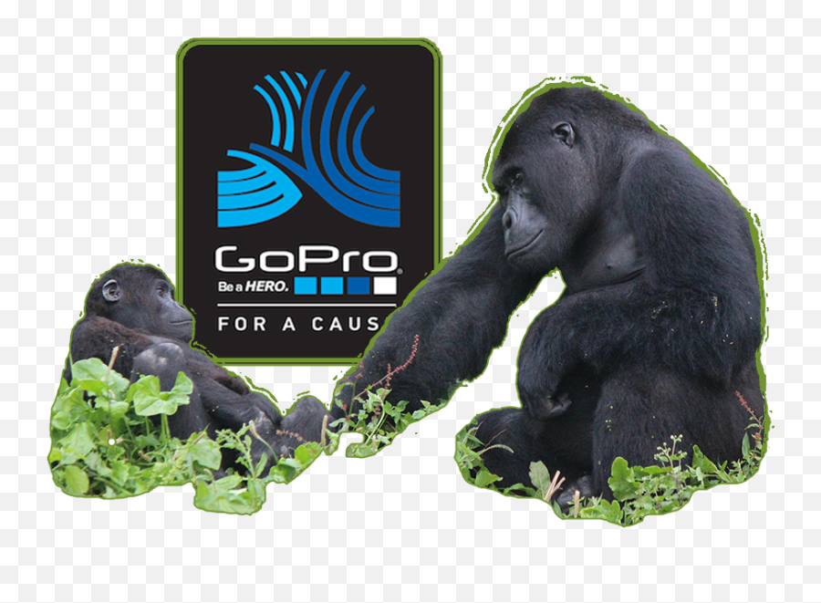 Download Mountain Gorilla - Full Size Png Image Pngkit Monkey,Gorilla Transparent