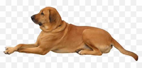 Hq Dog Png Transparent - Dog Png,Dogs Png