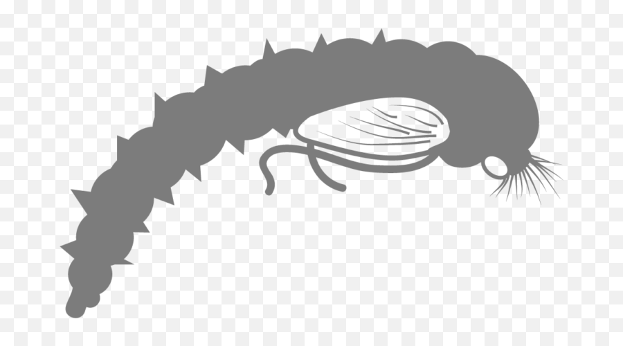 Basic Entomology For Fly Fishing U2013 The Catch And Hatch - Sketch Png,Fly Fishing Icon
