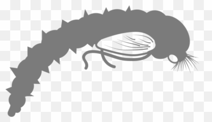 Basic Entomology For Fly Fishing U2013 The Catch And Hatch - Sketch png