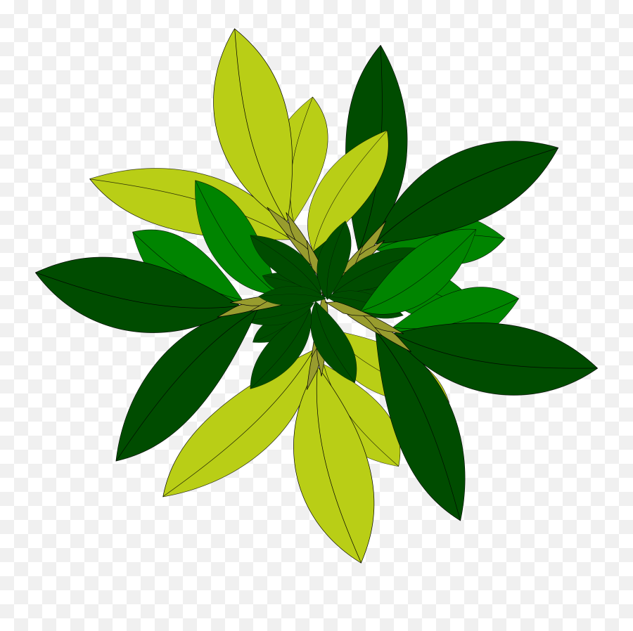 Leaf Tree Top View Png File - Plant Top View Png Vector,Tree Top View Png