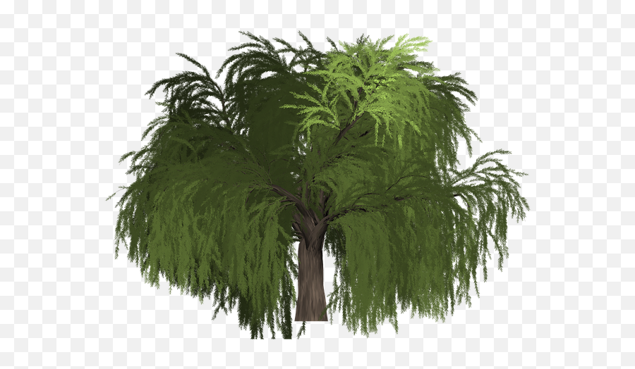 Willow Tree Green - Portable Network Graphics Png,Willow Tree Png