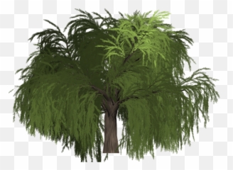 Willow Tree Green - Portable Network Graphics Png,Willow Tree Png