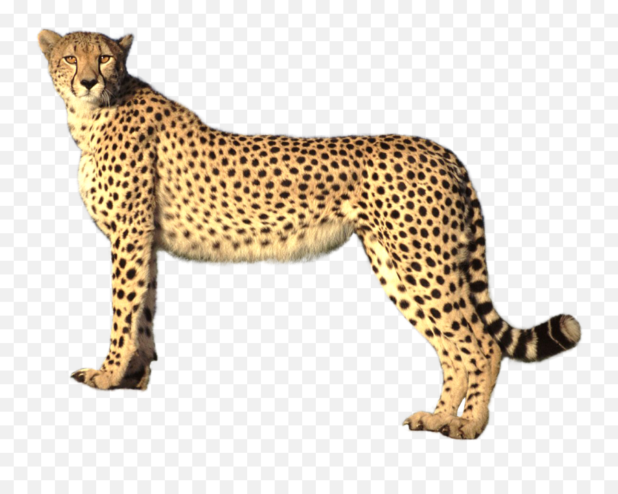 Stunning Cliparts Cheetah Clipart Free 38 - Cheetah Transparent Png,Chester Cheetah Png