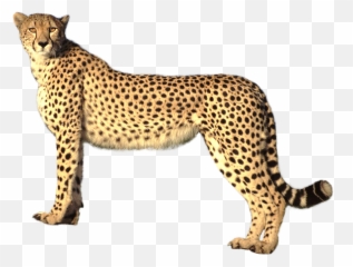 Stunning Cliparts Cheetah Clipart Free 38 - Cheetah Transparent Png,Chester Cheetah Png